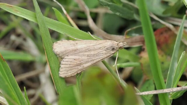 Rush Veneer moth (Nomophila noctuella) resting on a leaf, showing its distinct narrow profile and subtle wing patterns, insect wildlife stock video footage clip