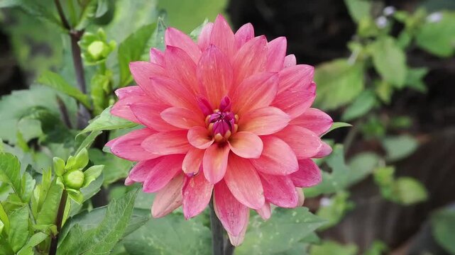 Dahlia 'American Dawn' a summer autumn fall flowering tuber plant with a coral orange summertime decorative double flower, gardening stock video footage clip