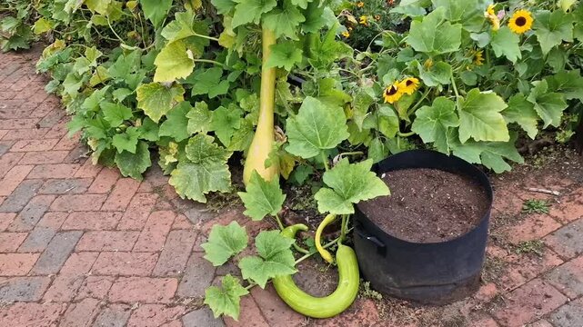 Cucurbita pepo 'Tromboncino d'Albenga' squash growing naturally in a lush, organic home garden bed, gardening stock video footage clip