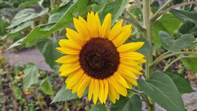Helianthus annuus 'Astra Gold' a tall summer flower plant with summertime yellow petals commonly known as a sunflower, gardening stock video footage clip