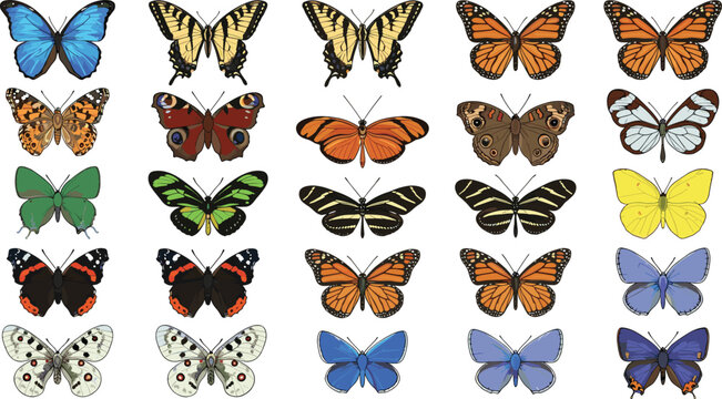 Colorful butterfly illustration collection featuring diverse wing patterns, monarch butterflies, swallowtails, morphos, painted ladies, and decorative species