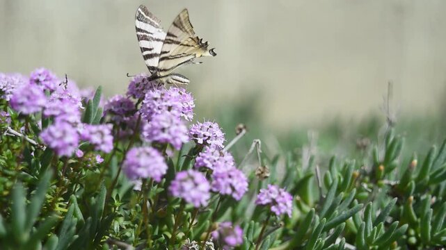 Scarce swallowtail butterfly on purple flowers, drink nectar