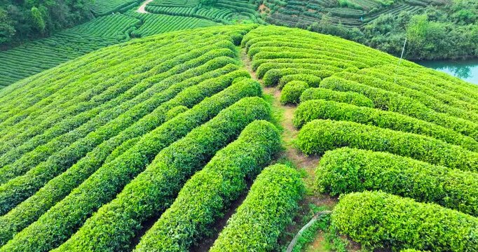 Aerial view of lush green tea rows covering rolling hills, with narrow paths, dense foliage, and a turquoise pond under bright natural light.