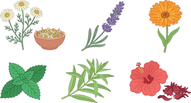 Medicinal Healing Herbs and Floral Vector Element Set with Chamomile Lavender Calendula Mint Rosemary and Hibiscus for Organic Cosmetics Tea and Natural Wellness Design