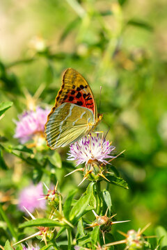 Butterfly on a flower. A flock of butterflies by the water. Colorful spring background with copy space. Spring and ecology concept.