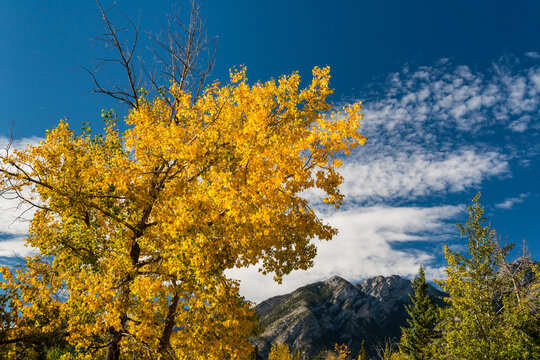 Canada, Alberta, Banff National Park.  Bright orange foliage on trees marks the beginning of autumn, Cave and Basin National Historic Site