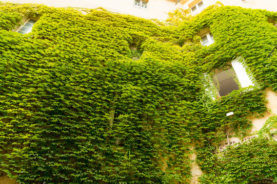 France, Bordeaux, St Emilion.  Ivy covered walls of building in the town.