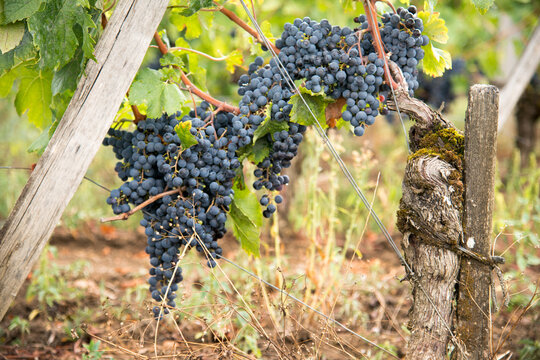 France, Bordeaux, St Emilion.  Ripe grapes on the vine.
