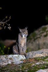 Iberian lynx in the Sierra de Andujar hunting at night, Spain. © StockPhotoAstur
