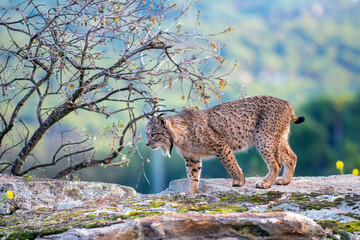 Iberian lynx in the Sierra de Andujar, Spain. © StockPhotoAstur