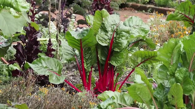 Beta Vulgaris subsp cicla  'Pink Flamingo' a garden vegetable salad food crop with health diet benefits, allotment gardening plants stock video footage clip