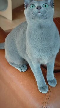 cat on a chair