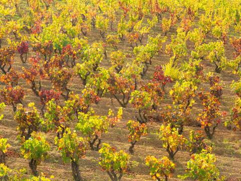 Italy, Sardinia, Oristano.  Grape vines in the fall, with leaves turning to gold.
