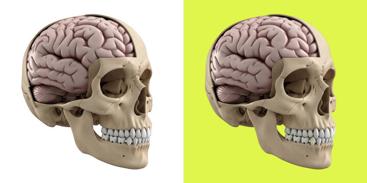 Human skull cross section with brain anatomical 3D render