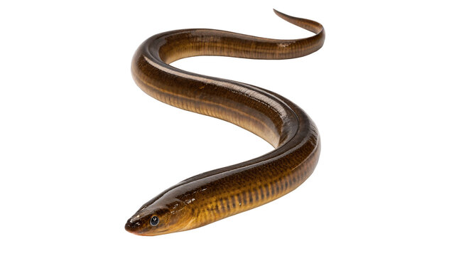 Long brown river eel fish wildlife isolated on transparent background