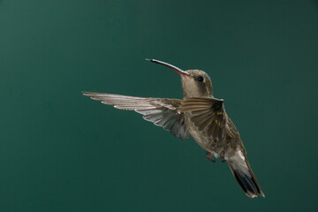 Female/immature Broad-billed hummingbird in flight © willtu