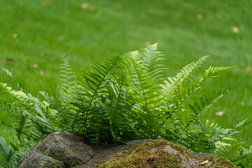 Several fern fronds grow up from behind a moss-covered grey rock, set against a blurred green lawn background. © Jakob