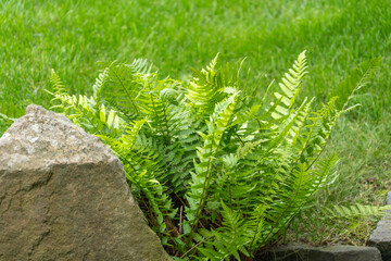 A wide, bushy fern cluster grows beside a large boulder at the edge of a green lawn, fronds fanning out in sunlight. © Jakob