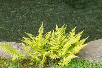 A bright yellow-green fern grows between two rocks at the edge of a pond, its fronds fanning out over algae-covered water. © Jakob