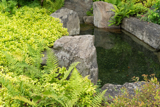 Several large boulders surround a small clear pond, framed by ferns and low variegated shrubs along its edge.