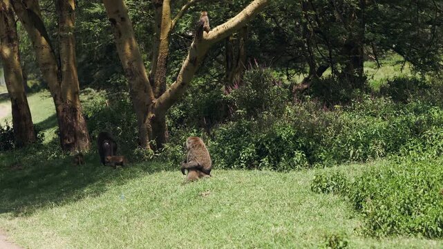 Baboon Sits in Green Woodland Clearing at Lake Nakuru, Kenya. A baboon pauses on short grass beneath spreading trees, creating a quiet ground-level primate scene in the Kenyan national park.
