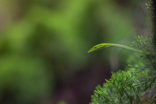Asian vine snake (Ahaetulla prasina) camouflaged in green foliage in nature