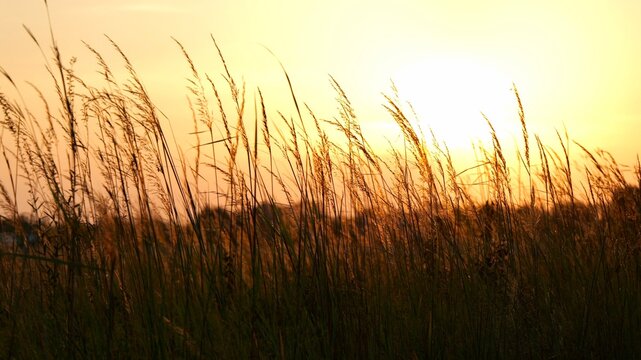 Sunlit native Kansas tallgrass prairie wetland sunrise, representing ESG soil carbon sequestration, ecosystem restoration, conservation Midwestern USA