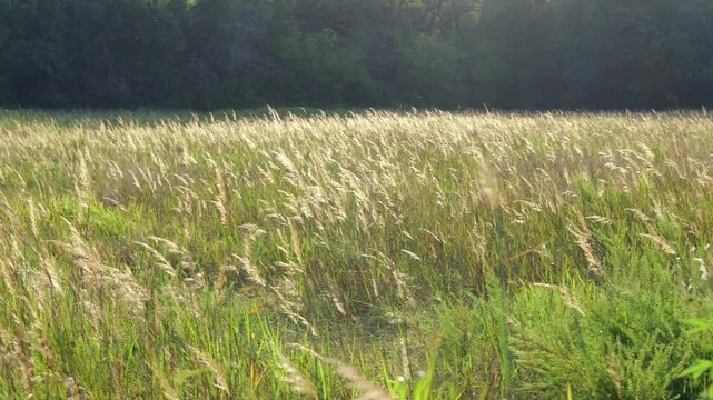 Sunlit native Kansas tallgrass prairie wetland sunrise, representing ESG soil carbon sequestration, ecosystem restoration, conservation Midwestern USA