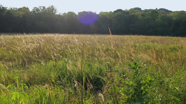 Sunlit native Kansas tallgrass prairie wetland sunrise, representing ESG soil carbon sequestration, ecosystem restoration, conservation Midwestern USA