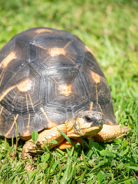 Close-up of a tortoise walking on grass