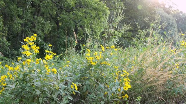 Sunlit native Kansas tallgrass prairie wetland sunrise, representing ESG soil carbon sequestration, ecosystem restoration, conservation Midwestern USA