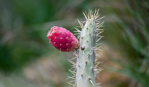 Bright red prickly pear fruit grows on a cactus stem. White spines cover the green cactus surface. Blurred green background suggests a desert setting