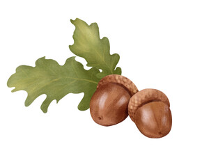 Acorns and Oak Leaves Autumn Clipart, Colored Pencil Illustration, Isolated © Birdy