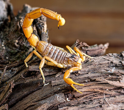 Escorpi&oacute;n