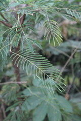 close up of a pine needles © Supri