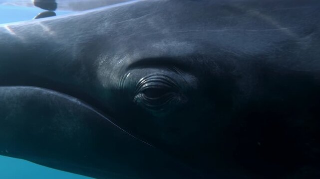 Large whale glides slowly beside camera underwater, revealing dark textured skin, one visible eye, facial contours and shifting sunlight patterns against clear turquoise blue water