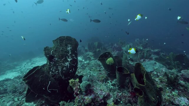 Giant Barrel Sponges Rise From a Tropical Coral Reef in Indonesia. Large dark barrel sponges stand above mixed coral structure while tropical fish move through the surrounding blue reef water.