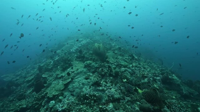 Dense Reef Fish Fill Blue Water Above a Tropical Reef in Indonesia. Numerous small fish move across open water above coral-covered structure, producing a busy tropical reef pattern with strong depth.