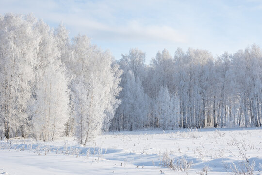 Frost-covered birch trees stand tall in a winter landscape, their branches glistening under a cloudy sky, creating a tranquil scene, beauty of nature during the cold season