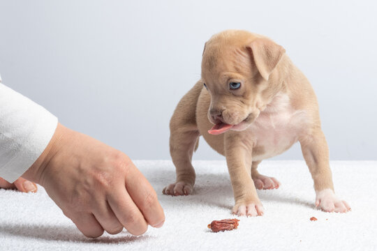 Adorable light brown puppy taking treat from hand on white background. Cute light brown puppy being fed a treat by hand on white background, concept of pet care and training