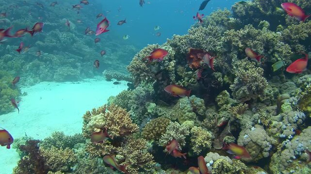 Colorful Reef Fish Move Around a Mixed Tropical Coral Bommie. Red and orange fish circle a compact coral formation made of branching and rounded reef structures in clear blue-green water.