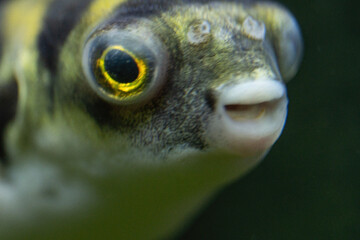 Tetraodon Pufferfish Swimming in Freshwater Aquarium © Intel
