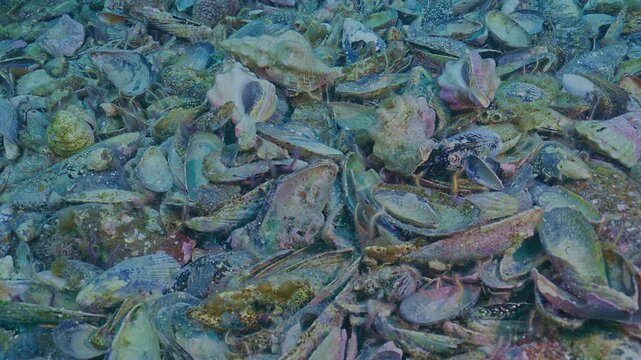 Pile of empty shells and brittle stars on seabed.