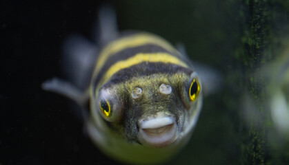 Tetraodon Pufferfish Swimming in Freshwater Aquarium © Intel