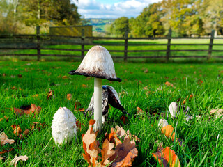 Shaggy Ink Cap Coprinus-comatus Fungi In Various Stages of Decay © susie peek