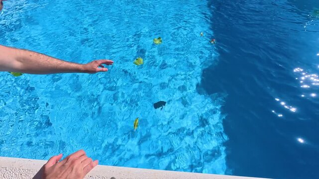 Man removing floating leaves and debris from a swimming pool by hand, showing pool cleaning, maintenance, water care and summer home upkeep.