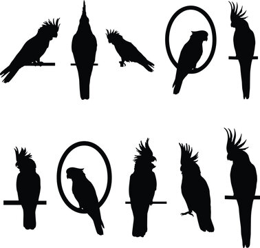 Collection of Exotic Parrot Silhouettes Perched on Branches and Circular Perches Isolated on White Background