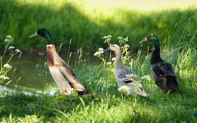 Ducks walking along the shore of a quiet pond. © jarizPJ