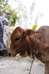 Side profile portrait of a cute brown calf standing outdoors in a rural village farm © Autul