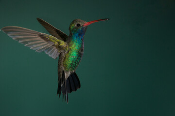 Fototapeta premium Broad-billed hummingbird in flight